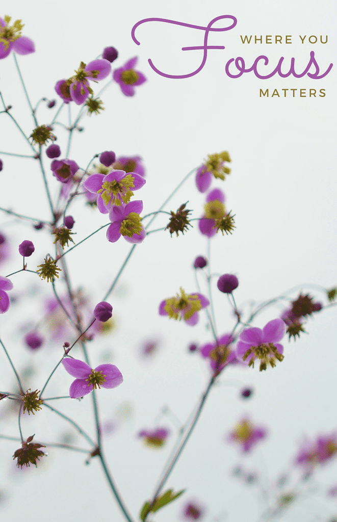 Book Cover: Where You Focus Matters: Botanical Dot Grid Notebook Cover 1