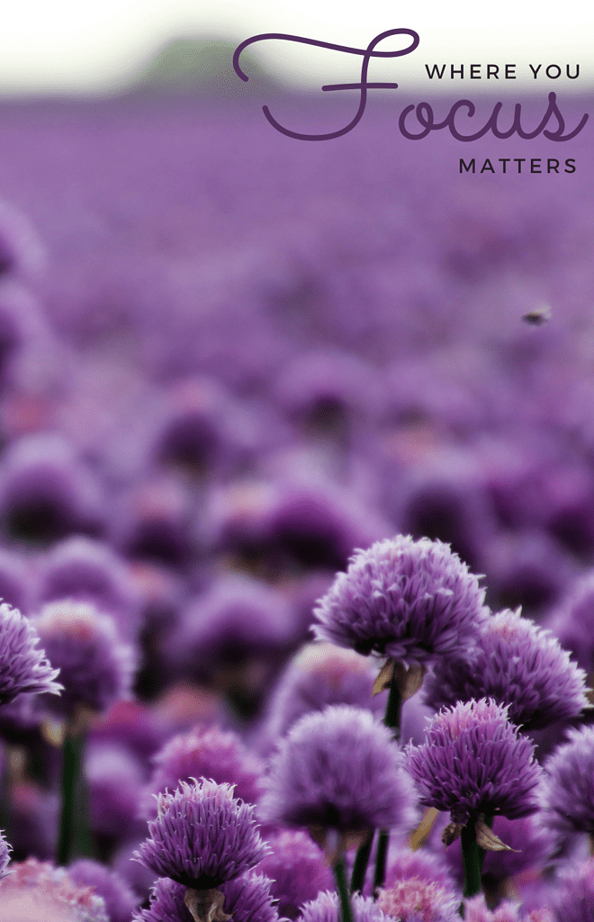 Book Cover: Where You Focus Matters: Botanical Dot Grid Notebook Cover 2