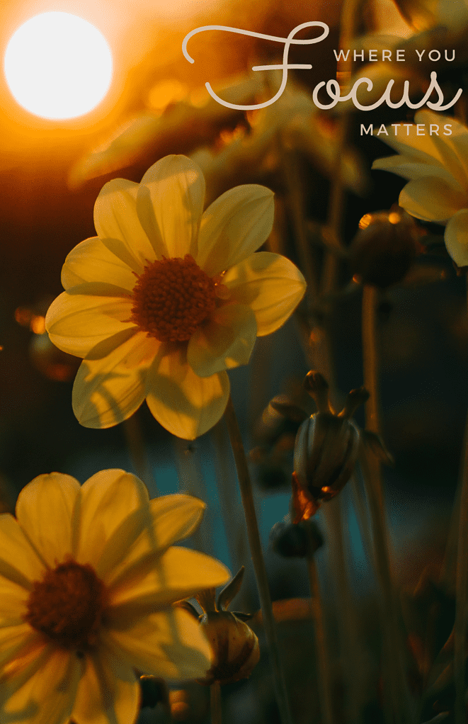 Book Cover: Where You Focus Matters: Botanical Dot Grid Notebook Cover 3